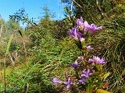 56 Gentiana germanica, Genzianella germanica 